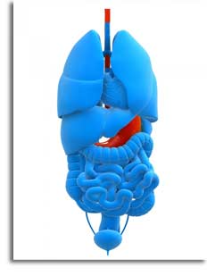 american board of certification for gastroenterology nurses (abcgn)